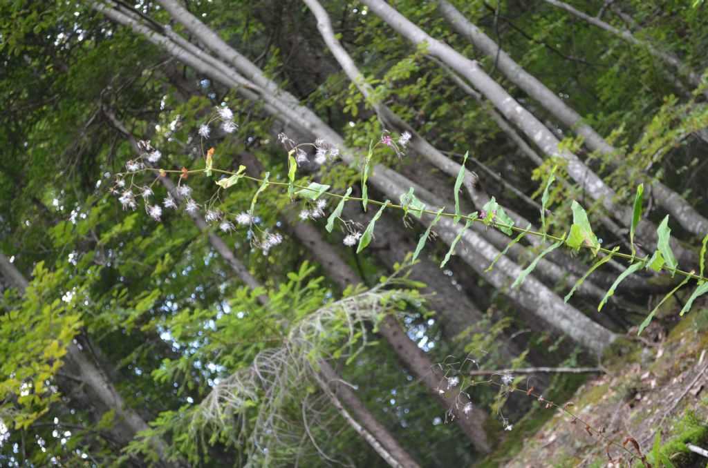 Santa Brigida (BG):  Prenanthes purpurea